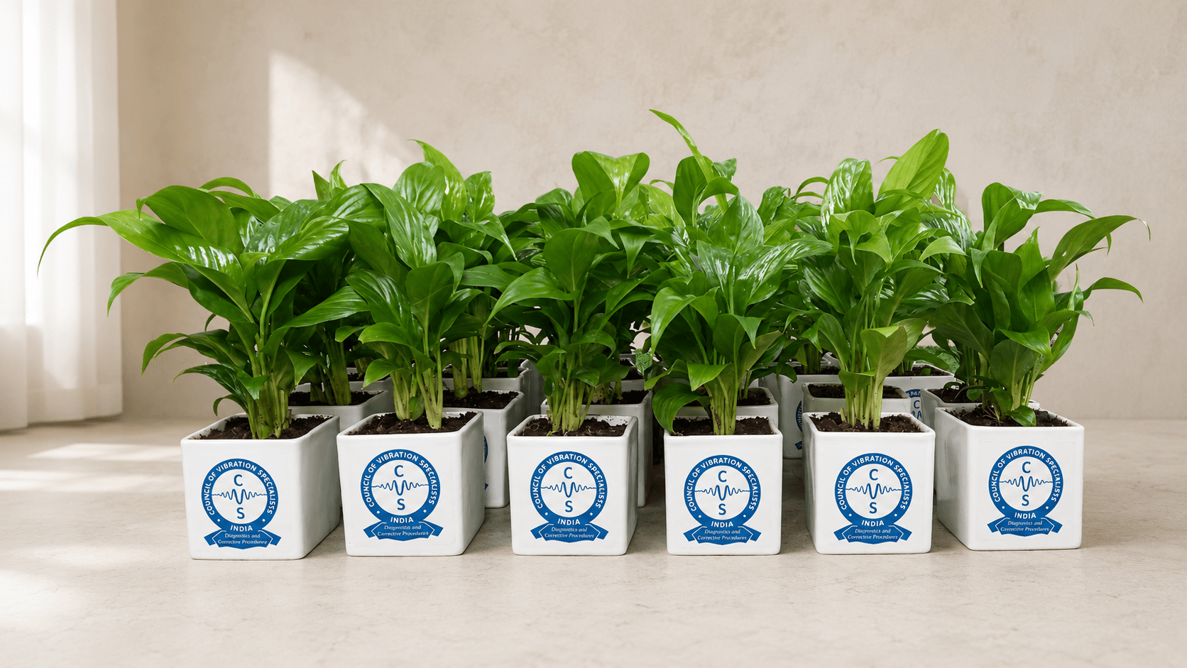 Branded potted plants arranged for corporate gifting