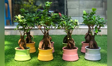 Bonsai - The creatively crafted miniatures!