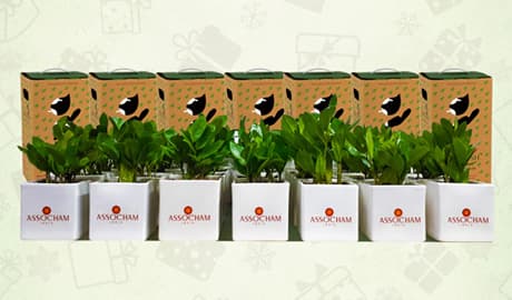 The New Era of Green Corporate Gifting