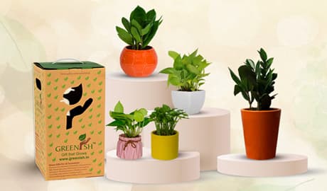 This Diwali - Gift Greens!