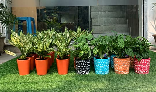 Experience The Art of Plant Gifting with Greenish Gifts