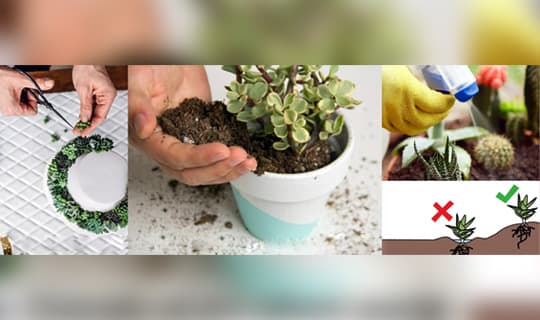 Succulents - Camels of the plant world