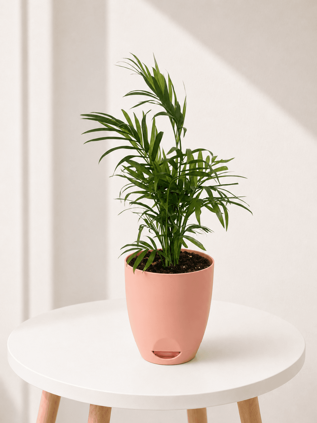 Chamaedorea Palm in a pink self-watering pot
