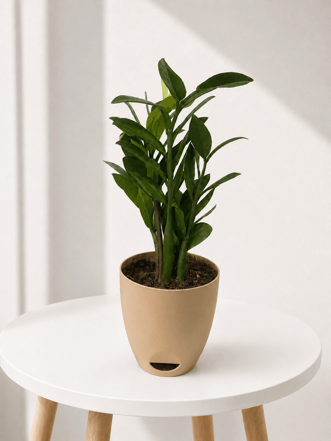 ZZ Plant in a beige self-watering pot