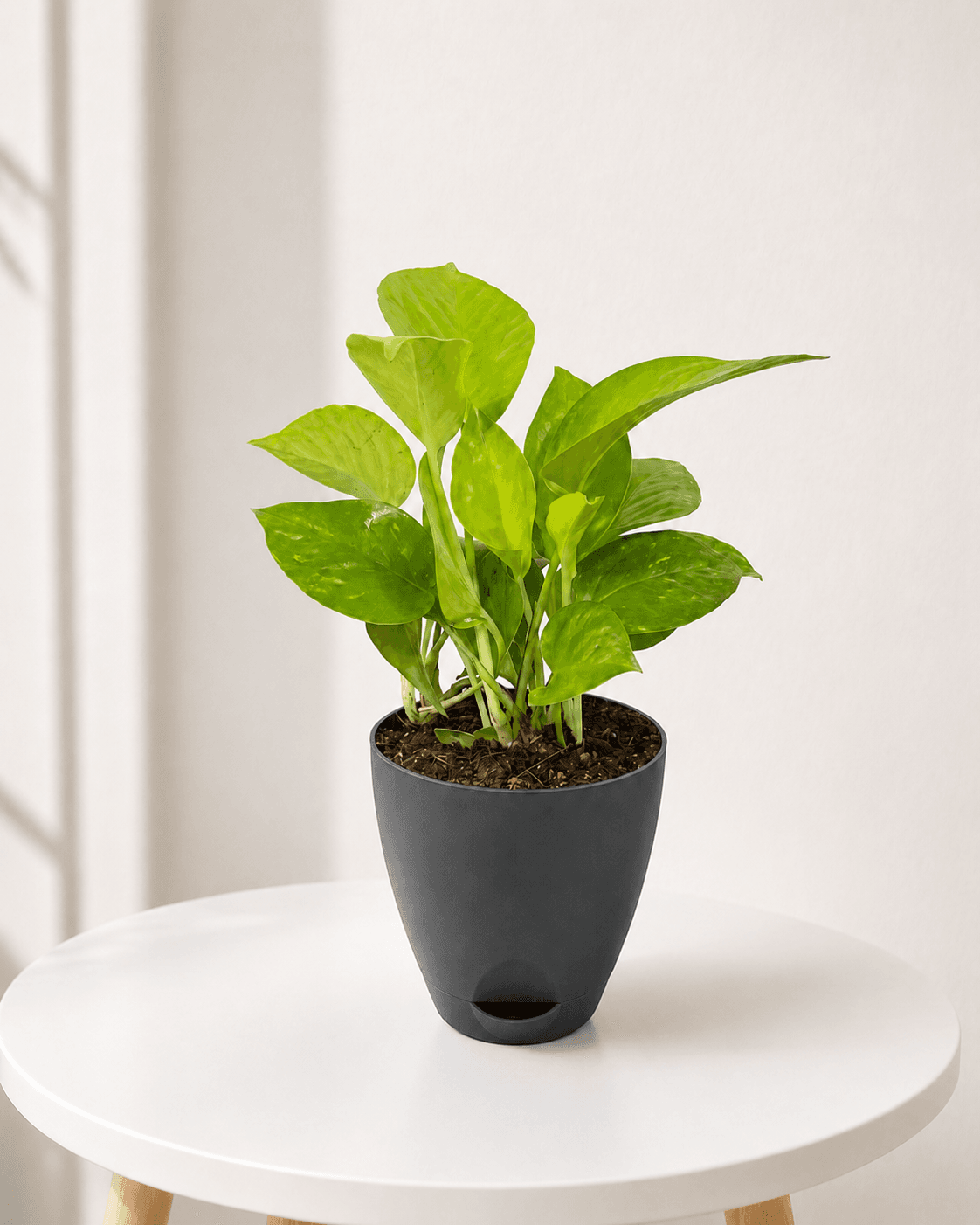 Golden Pothos in a black self-watering pot