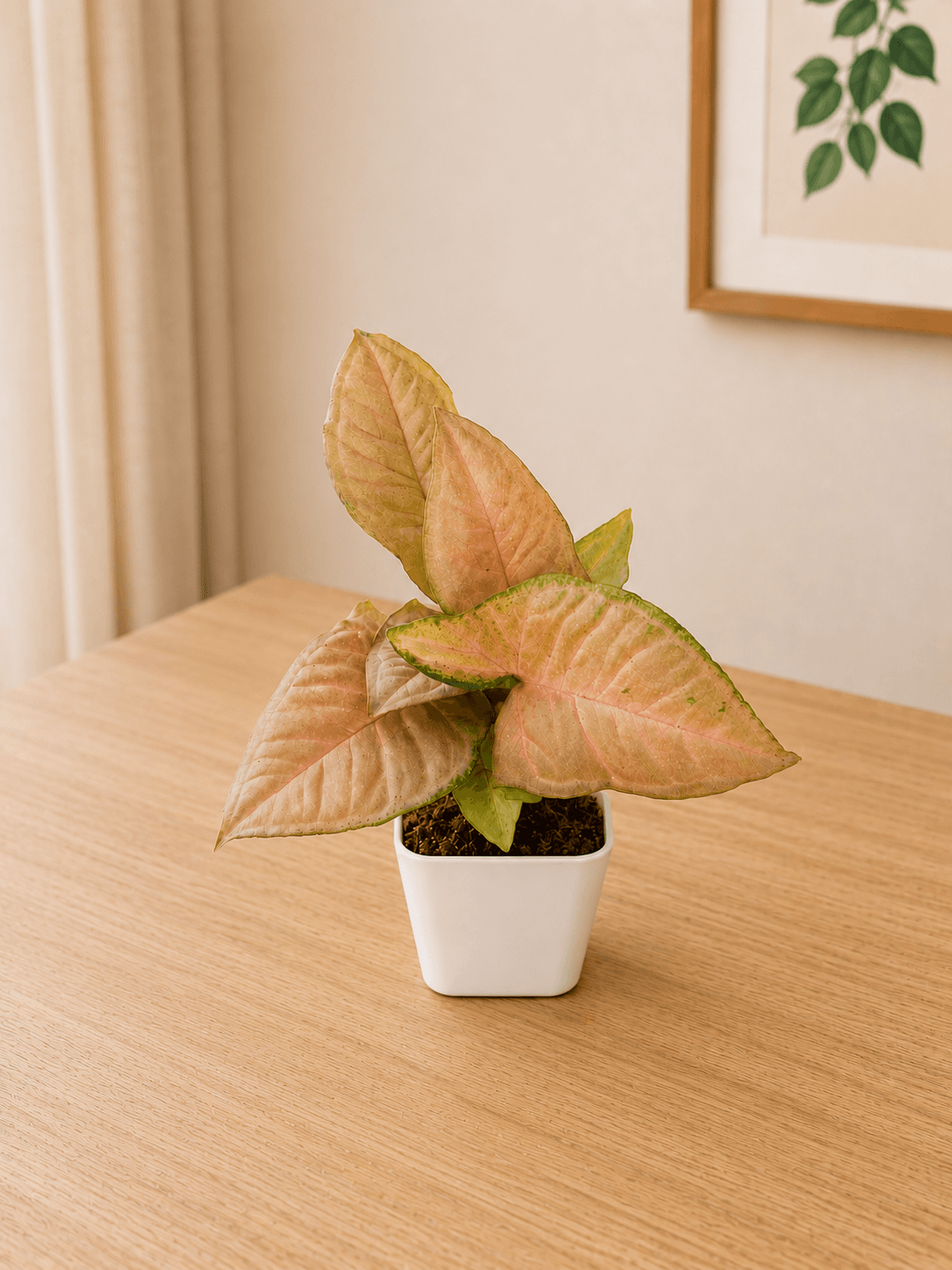 Pink Syngonium plant in a white pot