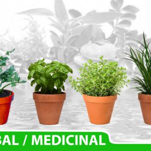 Herbal Plant